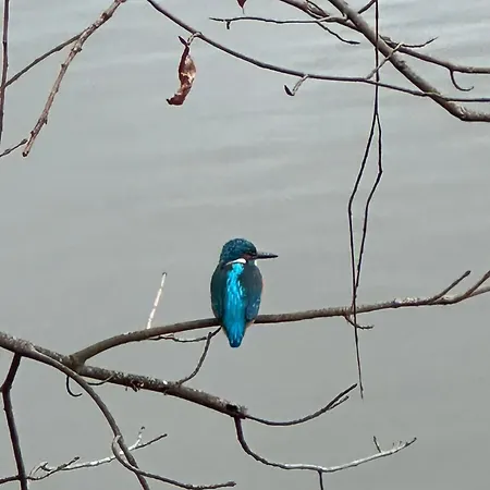 公寓 Zum Ritterorden *